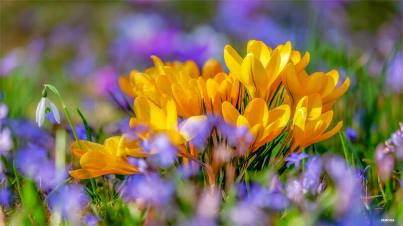 Tổng hợp hơn 109 hình nền hoa đơn giản tuyệt vời nhất  Tin học Đông Hòa